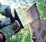 Trusted Crystal River, FL Tree Removal Experts
