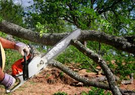 Lawn Renovation and Restoration in Crystal River, FL