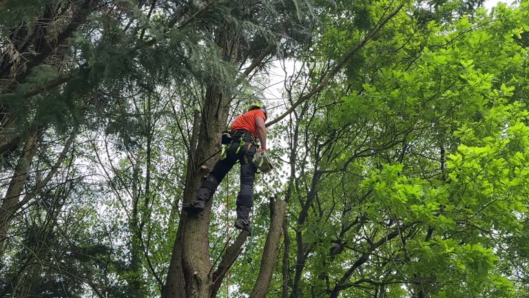 How Our Tree Care Process Works  in  Crystal River, FL