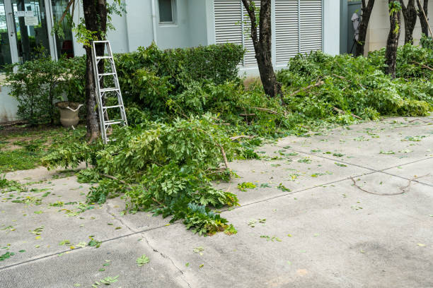 Best Root Management and Removal  in Crystal River, FL